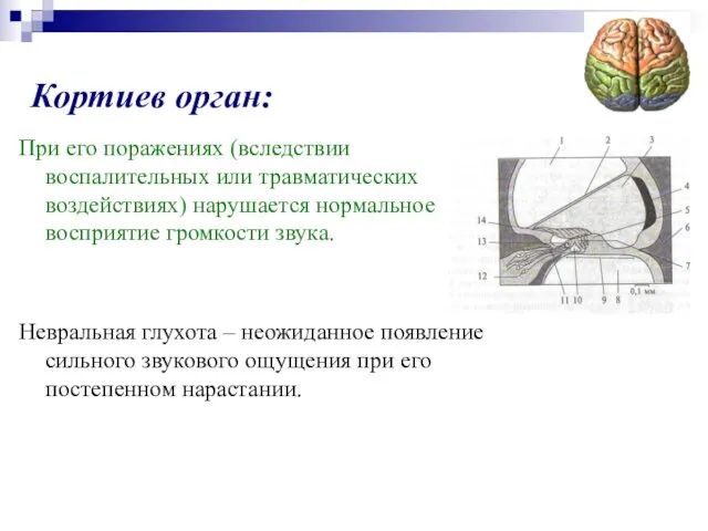 Кортиев орган: При его поражениях (вследствии воспалительных или травматических воздействиях) нарушается