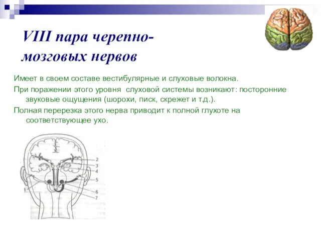 VIII пара черепно-мозговых нервов Имеет в своем составе вестибулярные и слуховые