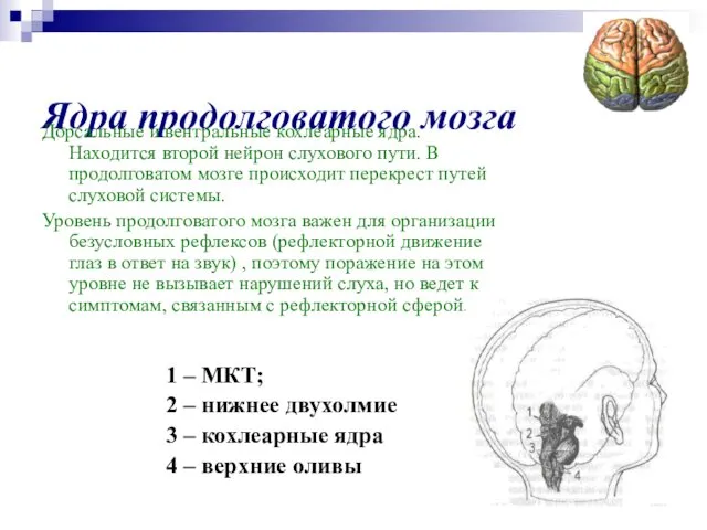 Ядра продолговатого мозга Дорсальные и вентральные кохлеарные ядра. Находится второй нейрон