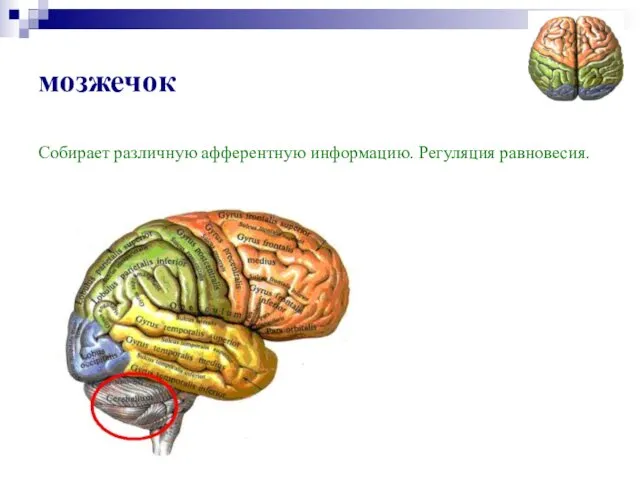 мозжечок Собирает различную афферентную информацию. Регуляция равновесия.