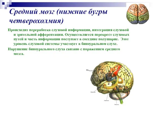 Средний мозг (нижние бугры четверохолмия) Происходит переработка слуховой информации, интеграция слуховой