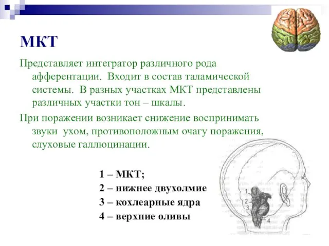 МКТ Представляет интегратор различного рода афферентации. Входит в состав таламической системы.