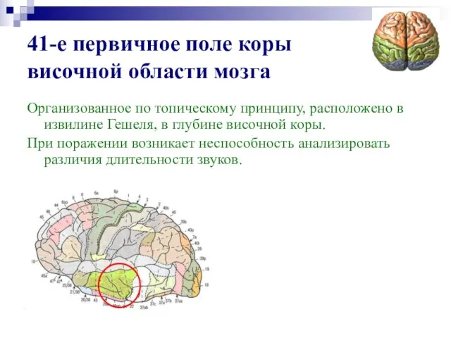 41-е первичное поле коры височной области мозга Организованное по топическому принципу,