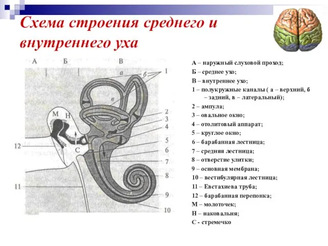 Схема строения среднего и внутреннего уха А – наружный слуховой проход;