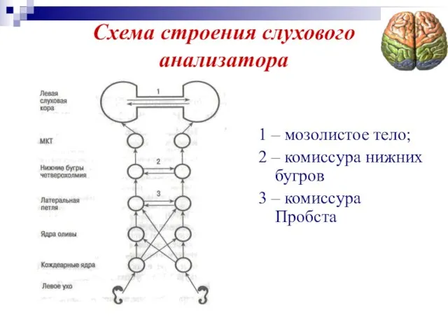 Схема строения слухового анализатора 1 – мозолистое тело; 2 – комиссура