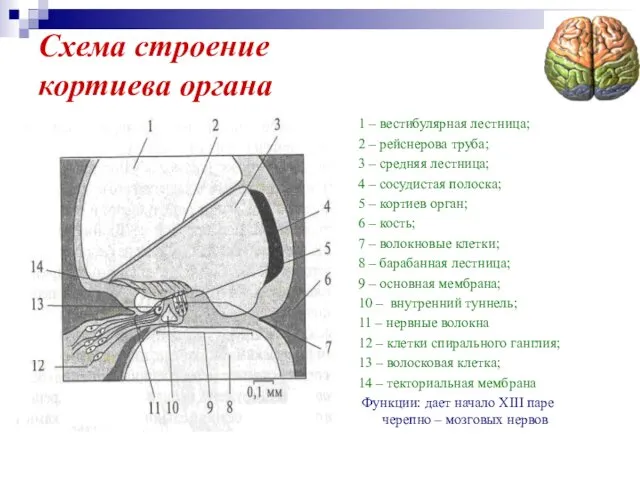 1 – вестибулярная лестница; 2 – рейснерова труба; 3 – средняя