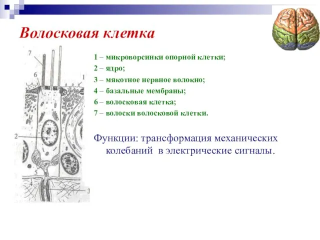 Волосковая клетка 1 – микроворсинки опорной клетки; 2 – ядро; 3