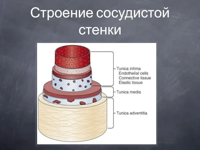 Строение сосудистой стенки