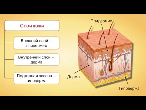 Внешний слой — эпидермис Внутренний слой — дерма Подкожная основа —