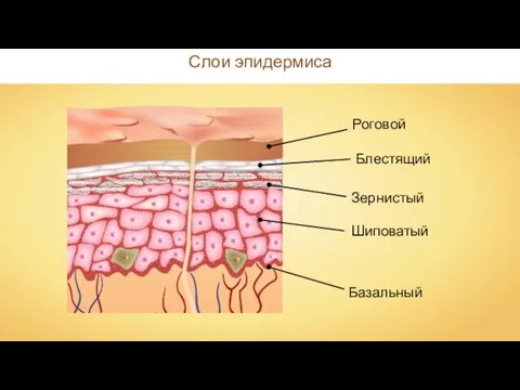 Базальный Шиповатый Зернистый Блестящий Роговой Слои эпидермиса