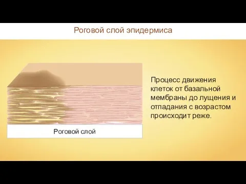 Роговой слой эпидермиса Роговой слой Процесс движения клеток от базальной мембраны