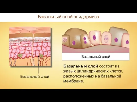 Базальный слой эпидермиса Базальный слой Базальный слой Базальный слой состоит из