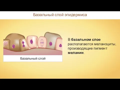 Базальный слой Базальный слой эпидермиса В базальном слое располагаются меланоциты, производящие пигмент меланин.