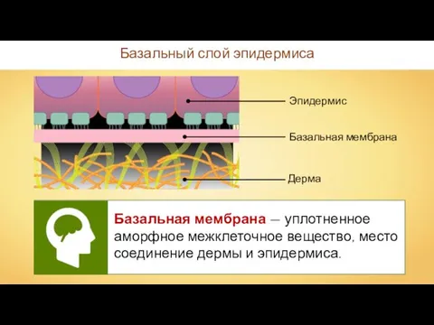 Базальный слой эпидермиса Базальная мембрана — уплотненное аморфное межклеточное вещество, место