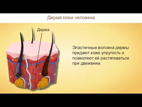 Дерма кожи человека Дерма Эластичные волокна дермы придают коже упругость и позволяют ей растягиваться при движении.