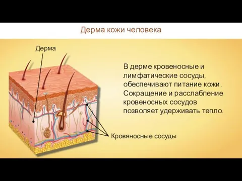 Дерма кожи человека Дерма В дерме кровеносные и лимфатические сосуды, обеспечивают