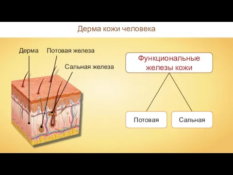 Дерма Дерма кожи человека Потовая железа Сальная железа Функциональные железы кожи Сальная Потовая