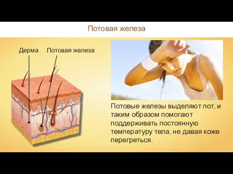 Дерма Потовая железа Потовая железа Потовые железы выделяют пот, и таким