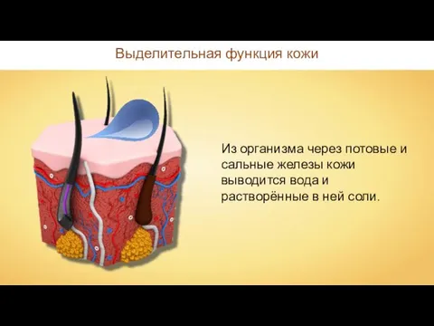 Выделительная функция кожи Из организма через потовые и сальные железы кожи