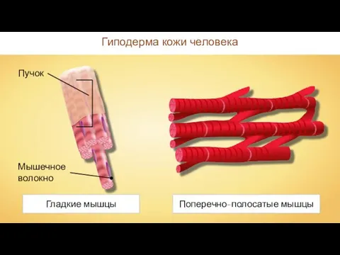 Гиподерма кожи человека Мышечное волокно Пучок Гладкие мышцы Поперечно-полосатые мышцы