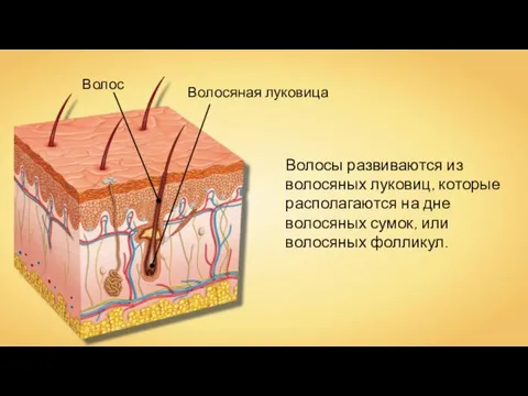 Волос Волосяная луковица Волосы развиваются из волосяных луковиц, которые располагаются на