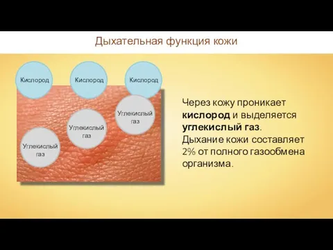 Дыхательная функция кожи Через кожу проникает кислород и выделяется углекислый газ.