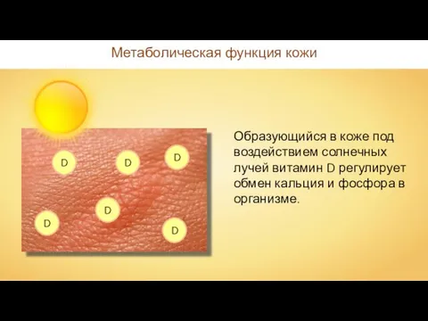 Метаболическая функция кожи Образующийся в коже под воздействием солнечных лучей витамин