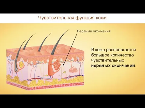 Чувствительная функция кожи Нервные окончания В коже располагается большое количество чувствительных нервных окончаний.