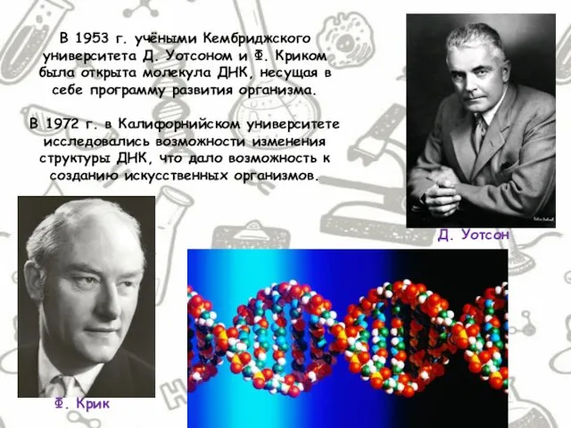 В 1953 г. учёными Кембриджского университета Д. Уотсоном и Ф. Криком