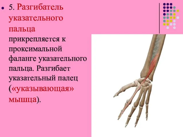 5. Разгибатель указательного пальца прикрепляется к проксимальной фаланге указательного пальца. Разгибает указательный палец («указывающая» мышца).