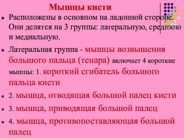 Мышцы кисти Расположены в основном на ладонной стороне. Они делятся на