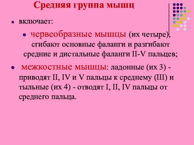 Средняя группа мышц включает: червеобразные мышцы (их четыре), сгибают основные фаланги