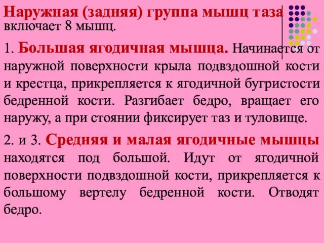 Наружная (задняя) группа мышц таза включает 8 мышц. 1. Большая ягодичная