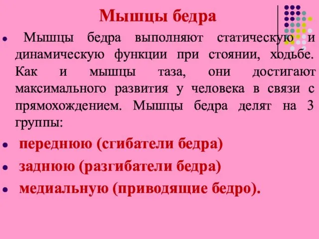 Мышцы бедра Мышцы бедра выполняют статическую и динамическую функции при стоянии,