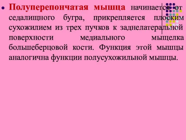 Полуперепончатая мышца начинается от седалищного бугра, прикрепляется плоским сухожилием из трех