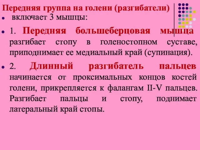 Передняя группа на голени (разгибатели) включает 3 мышцы: 1. Передняя большеберцовая