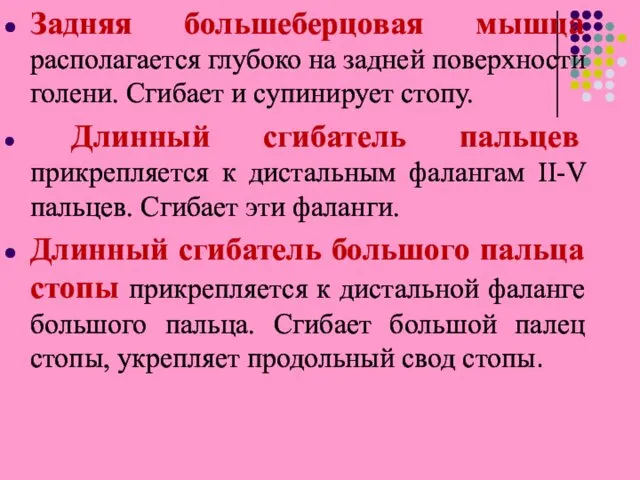 Задняя большеберцовая мышца располагается глубоко на задней поверхности голени. Сгибает и