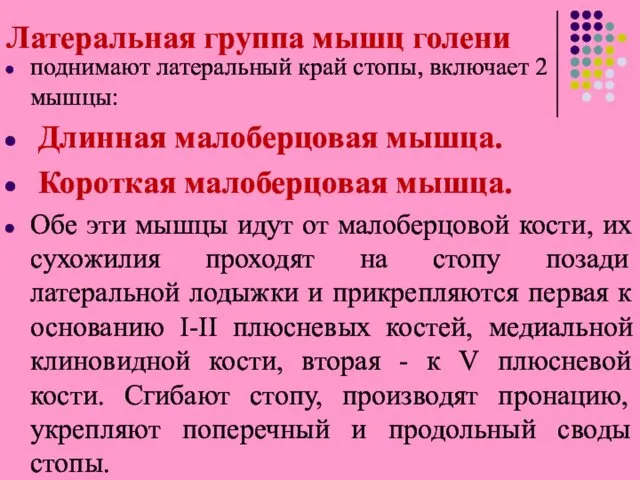 Латеральная группа мышц голени поднимают латеральный край стопы, включает 2 мышцы: