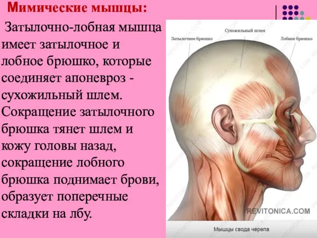 Мимические мышцы: Затылочно-лобная мышца имеет затылочное и лобное брюшко, которые соединяет