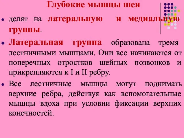 Глубокие мышцы шеи делят на латеральную и медиальную группы. Латеральная группа