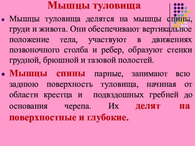 Мышцы туловища Мышцы туловища делятся на мышцы спины, груди и живота.