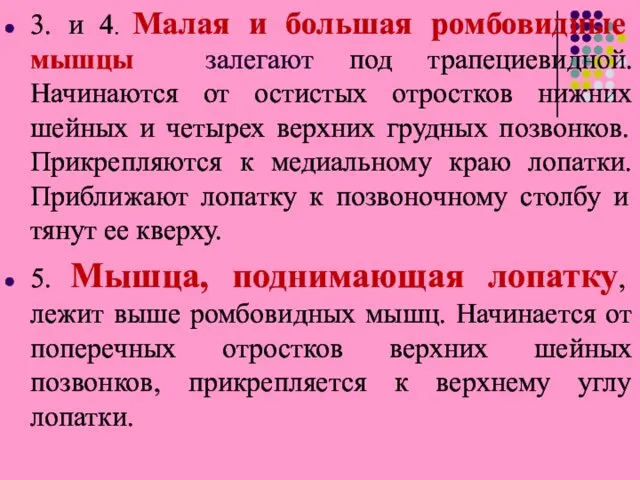 3. и 4. Малая и большая ромбовидные мышцы залегают под трапециевидной.