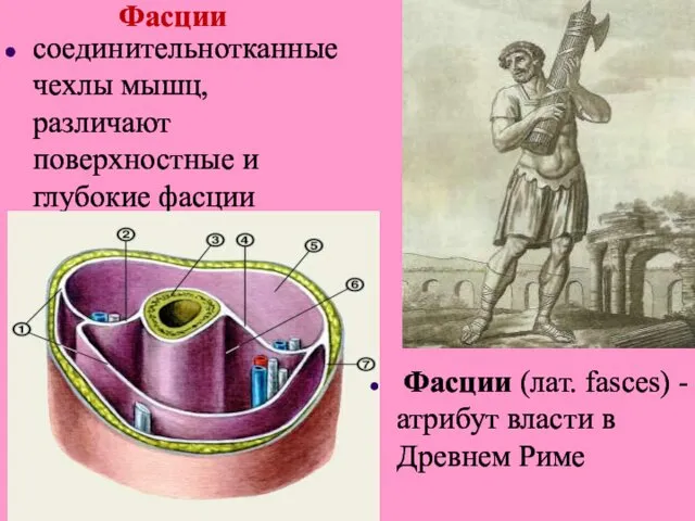 Фасции соединительнотканные чехлы мышц, различают поверхностные и глубокие фасции Фасции (лат.