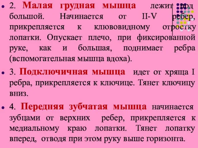 2. Малая грудная мышца лежит под большой. Начинается от II-V ребер,