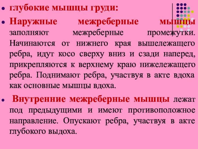 глубокиe мышцы груди: Наружные межреберные мышцы заполняют межреберные промежутки. Начинаются от