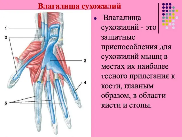 Влагалища сухожилий Влагалища сухожилий - это защитные приспособления для сухожилий мышц