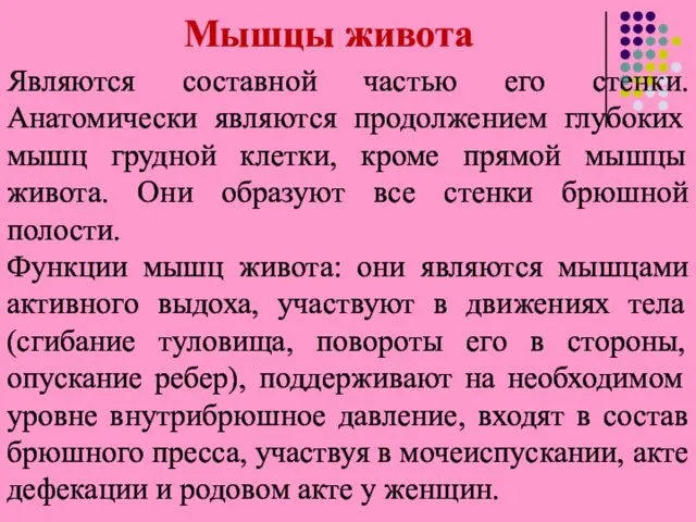 Мышцы живота Являются составной частью его стенки. Анатомически являются продолжением глубоких