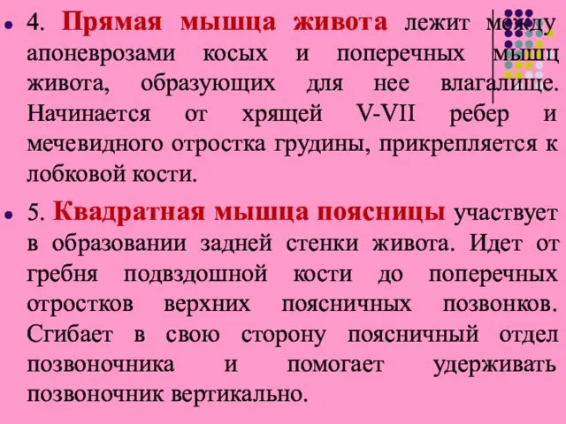 4. Прямая мышца живота лежит между апоневрозами косых и поперечных мышц