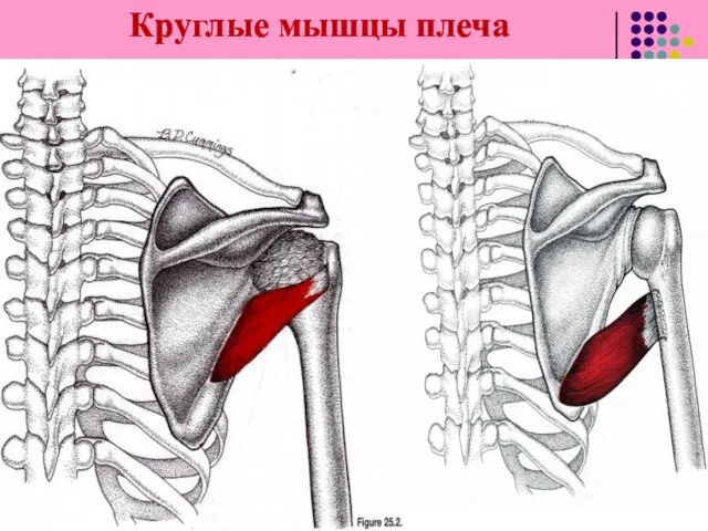 Круглые мышцы плеча