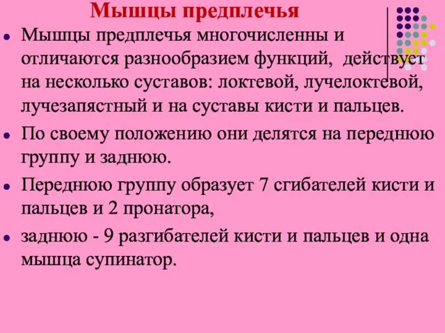 Мышцы предплечья Мышцы предплечья многочисленны и отличаются разнообразием функций, действует на